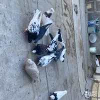 کبوتر