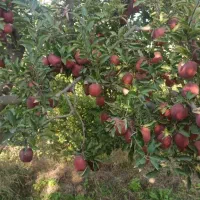 فروش سیب قرمز زرد برای شب یلدا