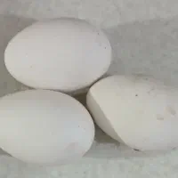 تخم نطفه دار قوغاز