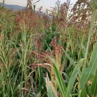 جارو چوبی فروشی عمده