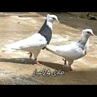 کبوتر
