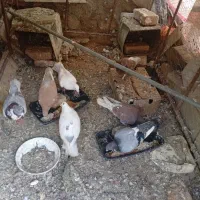 کبوتر|پرنده|مود, |دیوار