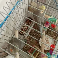 عروس هلندی|پرنده|خرمشهر, |دیوار