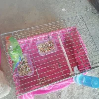 طوطی برزیلی ماده|پرنده|سنندج, |دیوار