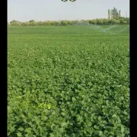 کاه لوبیاقرمز نرم درجه ۱