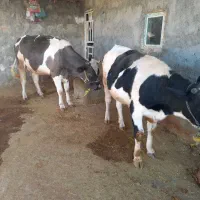 یک عدد نوبر ویک عدد گوساله تمام پروار