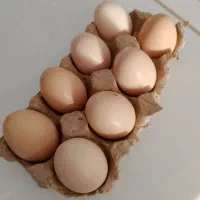 تخم نطفه دار لاری