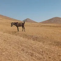 اسب کم کارکرد واقعی بشرط دیاگ