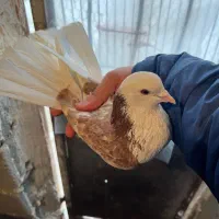 ۶ عدد کفتر خوب|پرنده|احمدآبادمستوفی, |دیوار