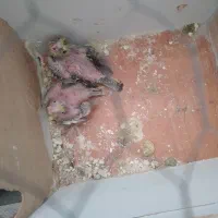 جوجه عروس سریلاکی|پرنده|اردکان, |دیوار