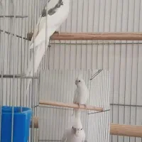 گرینچیک و عروس هلندی|پرنده|ماکو, |دیوار