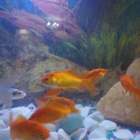 ماهی قرمز درشت