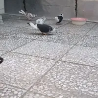 کفترخوب‌عالی‌به‌شرط
