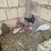 کفتر خوب مفت|پرنده|شیراز, شهرک کوشکک|دیوار