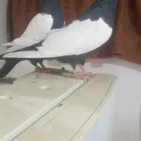 هفرنگ دم سفید  سینه سیاه|پرنده|مشهد, امام خمینی|دیوار