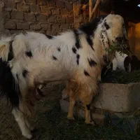 بزنر|حیوانات مزرعه|زاهدان, |دیوار