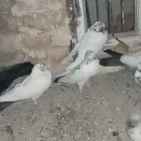 حراج کبوتر معاوضه با ساده