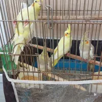 عروس هلندی|پرنده|رشت, فرزانه|دیوار