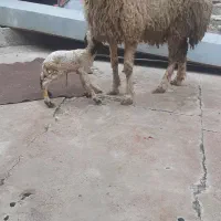 میش و بره نر|حیوانات مزرعه|مسجد سلیمان, |دیوار