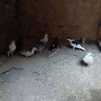 کفتر
