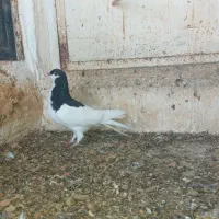 کبوتر رنگی ماده پیازی|پرنده|برازجان, |دیوار