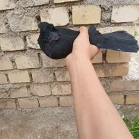 زاغ نر|پرنده|هندیجان, |دیوار