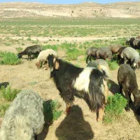 دبر برزی|حیوانات مزرعه|شیبکوه (فارس), |دیوار