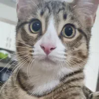 گربه ی گم شده حوالی بعثت و فردوسی شمالی|حیوانات|نیشابور, فردوس شمالی|دیوار