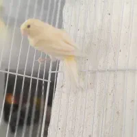 قناری زیبا و سرحال|پرنده|مشهد, گلبرگ شمالی|دیوار