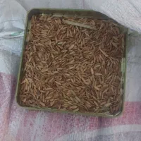 شلتوک عنبر