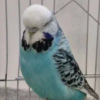 مرغ عشق انگلیسی ماده