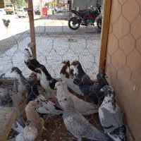 دسته کفتری|پرنده|شیراز, کیان آباد|دیوار