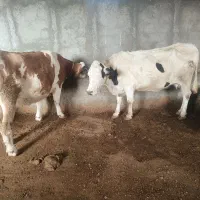 گاو وگوساله