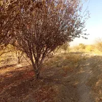 باغ 2500متر درخت کاری وهزارمترخاکی 700میلیون