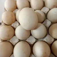 تخم اردک
