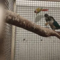 گرینچک مولد ضمانتی|پرنده|ایرانشهر, |دیوار