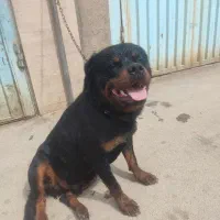 روتوایلر نر اماده کشش