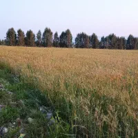 آگهی اجاره زمین کشاورزی، چاه برقی ـ4 اینچ|اجارهٔ دفتر صنعتی، کشاورزی، تجاری|گله دار, |دیوار
