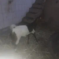 بز ماده