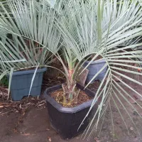 نخل فونیکس مجنون|گل و گیاه طبیعی|کلاچای, |دیوار