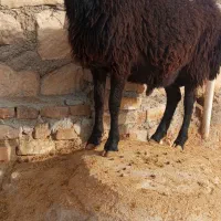 گوسفند|حیوانات مزرعه|کوهدشت, |دیوار