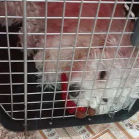 نژاد شیتزو تریر ماده