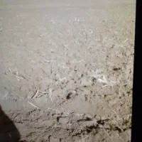 اجاره زمین کشاورزی|اجارهٔ دفتر صنعتی، کشاورزی، تجاری|میاندوآب, |دیوار