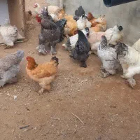 تخم مرغ برهما