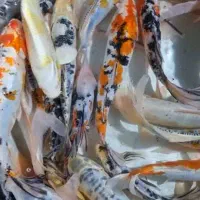 ماهی کوی چرم سوپر باله|ماهی|اهواز, کیانشهر|دیوار