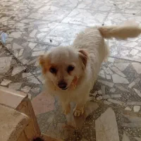 نژاد اصلی ماده