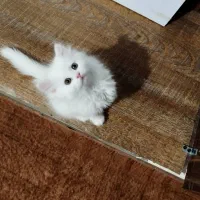 پرشین ماده|گربه|فولادشهر, B4|دیوار