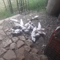 تعداد ۲۰ عدد کبوتر|پرنده|آستانه اشرفیه, |دیوار