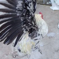 خروس|حیوانات مزرعه|سلفچگان, |دیوار