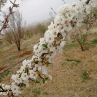 باغ بادام ۲۳۰۰متر|فروش زمین و ملک کلنگی|بروجن, |دیوار